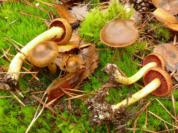 Cortinarius Semisanguineus 03